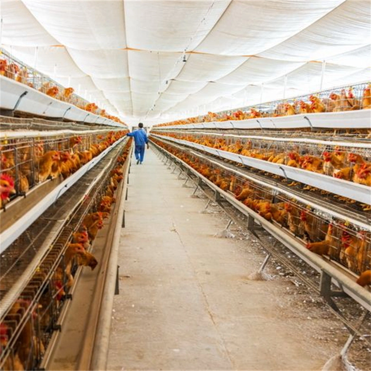 Aves de capoeira Equipamento Agrícola da camada de frango do sistema de gaiola