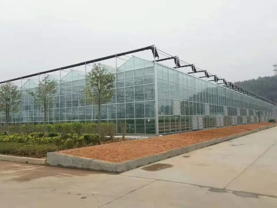 The Glass Greenhouse Factory Sells Well and Is Used for Planting Vegetables and Flowers with High quality/High cost performance 