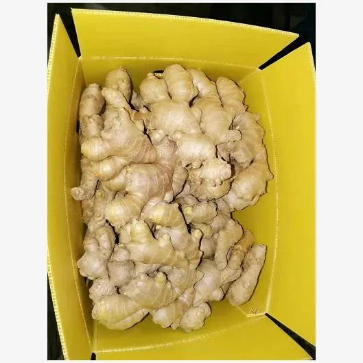Chinese Mature Importer of Fresh Vegetables Air Dried Ginger for EU Market