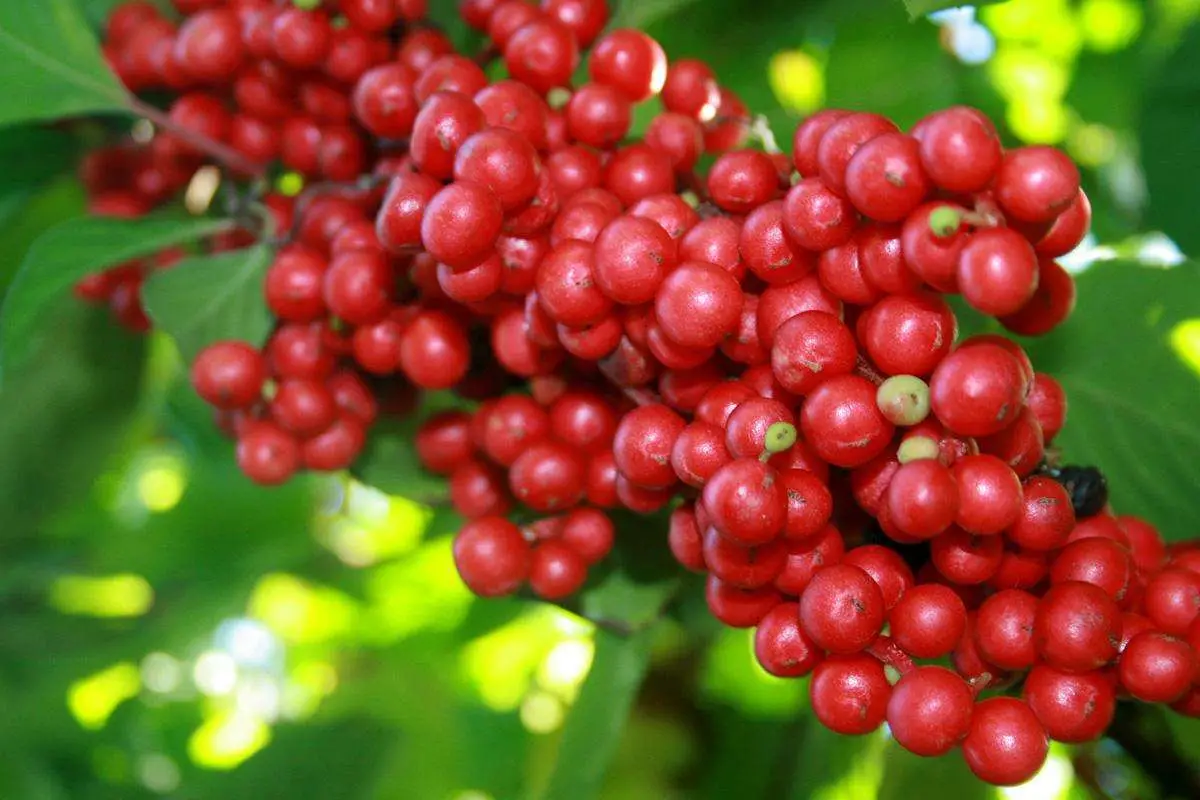 La norma ISO aprobó en polvo Extracto Natural de Schisandra Berry Schisandra chinensis polvo