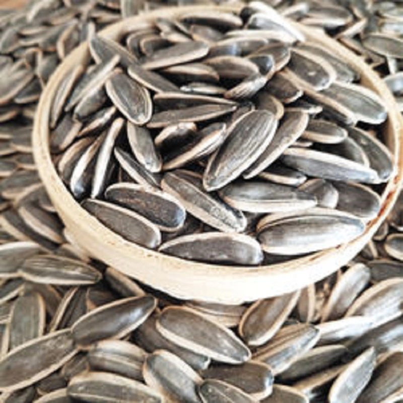 Chinese New Crop Natural Black Sunflower Seeds Available at Low Cost Price