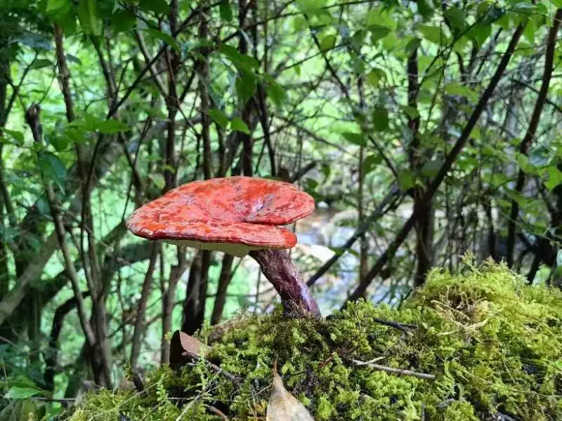 ISO HACCP Certifié Reishi Mushroom Lingzhi Ganoderma Lucidum Extract comme extrait de plante pour les boissons énergétiques aux champignons.