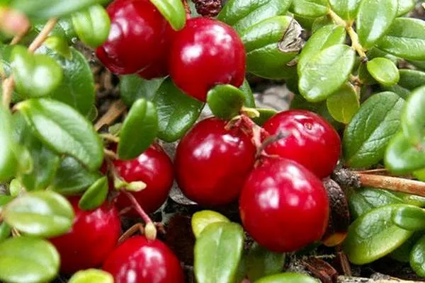 Good for Urinary System Plant Extract 5%-25%PAC Cranberry Extract 10: 1cranberry Extract