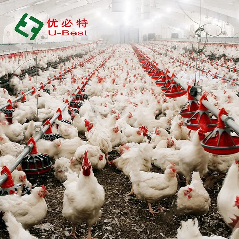 Werksversorgung Automatische Batterie Bird-Harvesting Broiler Raising Cage für Geflügel Bauernhof