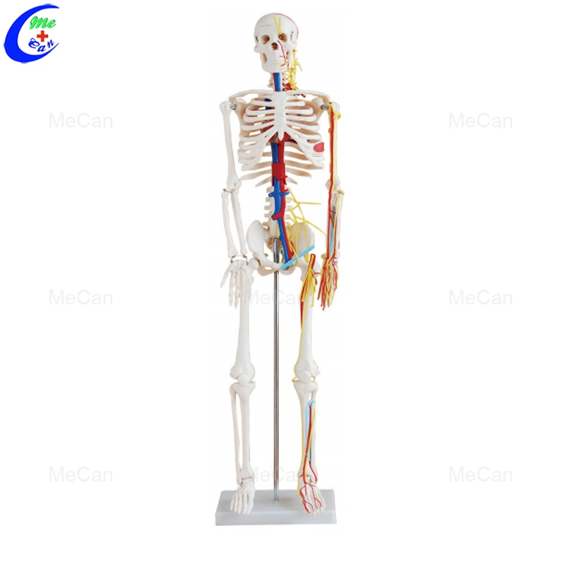 Venta caliente 45cm de tamaño real Mecan 180cm de esqueleto humano Anatomía del modelo médico
