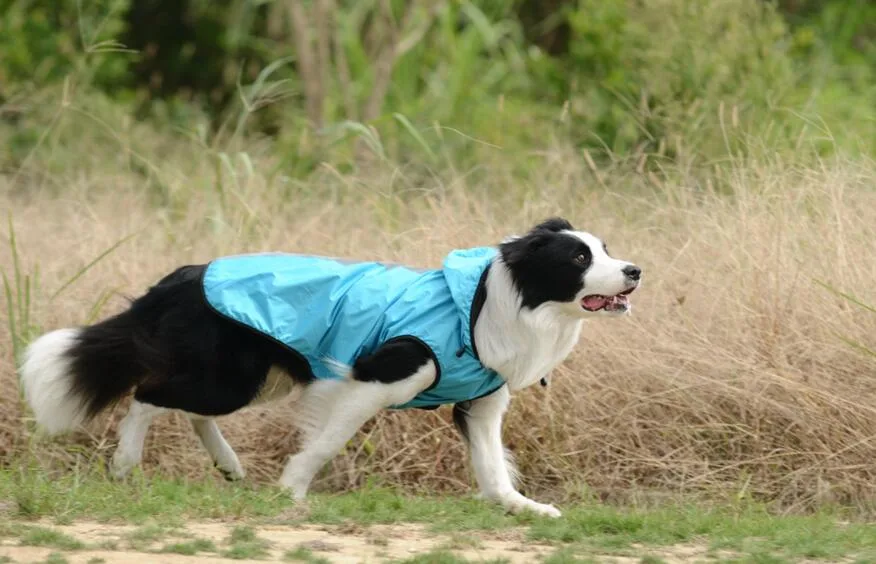 Dog Rain Coat Pet Rain Coat Pet Clothes Pet Products
