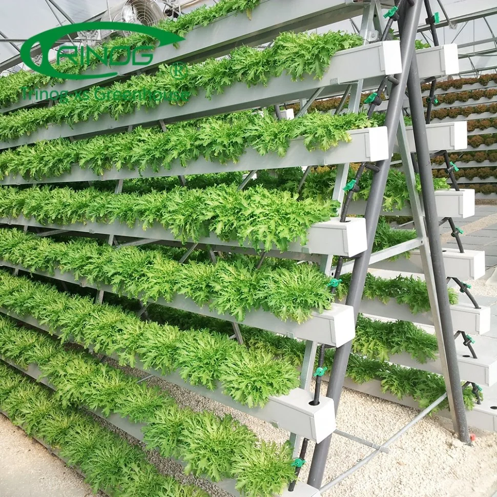 Intelligente Multi-funktionale Kultivierung Hydroponics System Film Gewächshaus für Gemüse