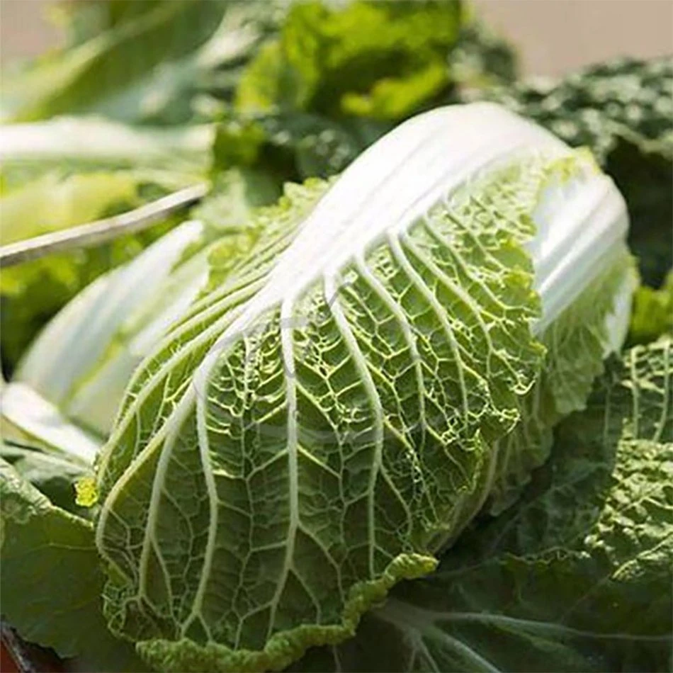 Chinese Cabbage Green Cabbage Sale in Low Price Good for Health