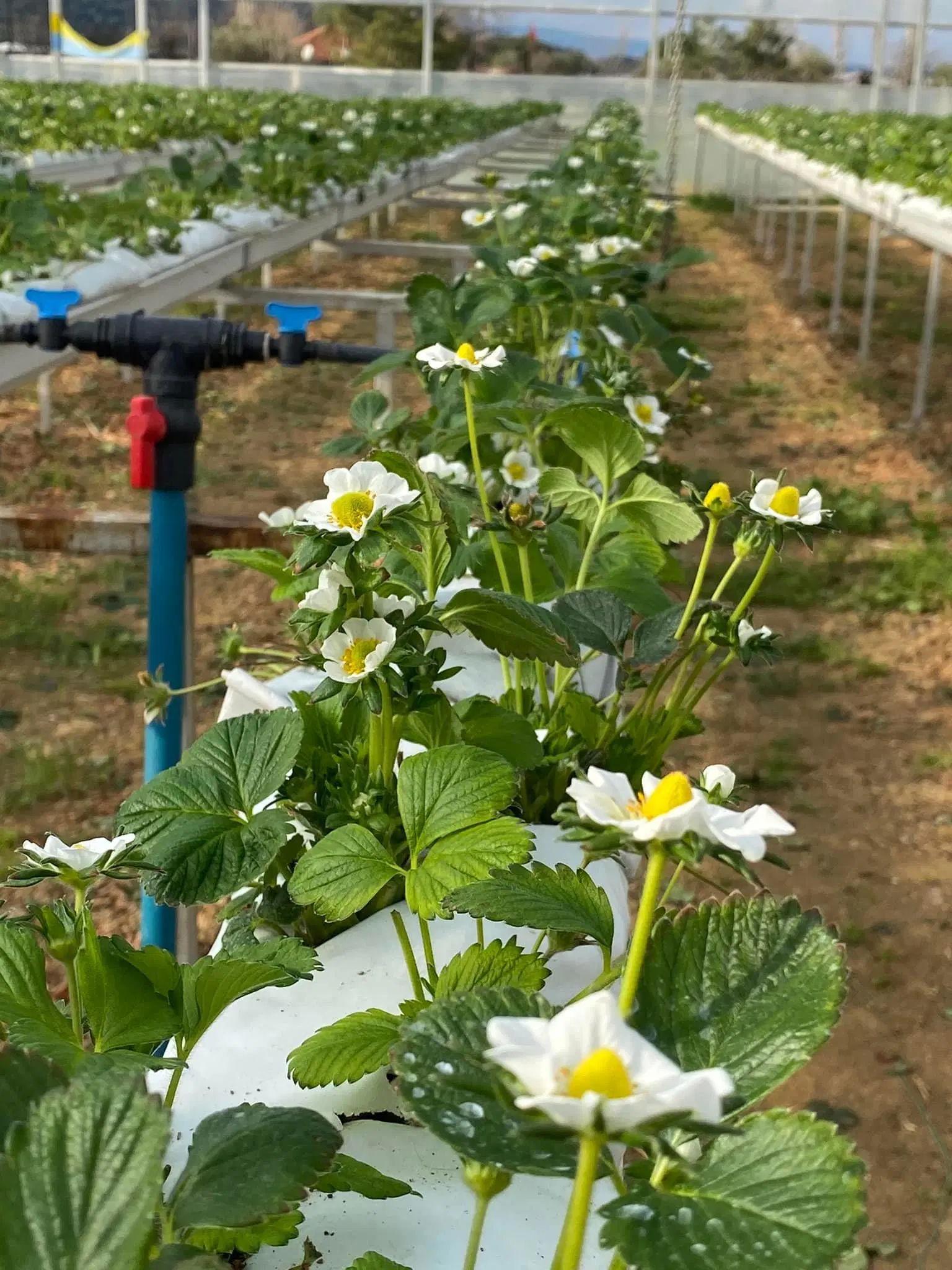 PVC Strawberry Gutter Vegetable Grow System for Hydroponics Greenhouse