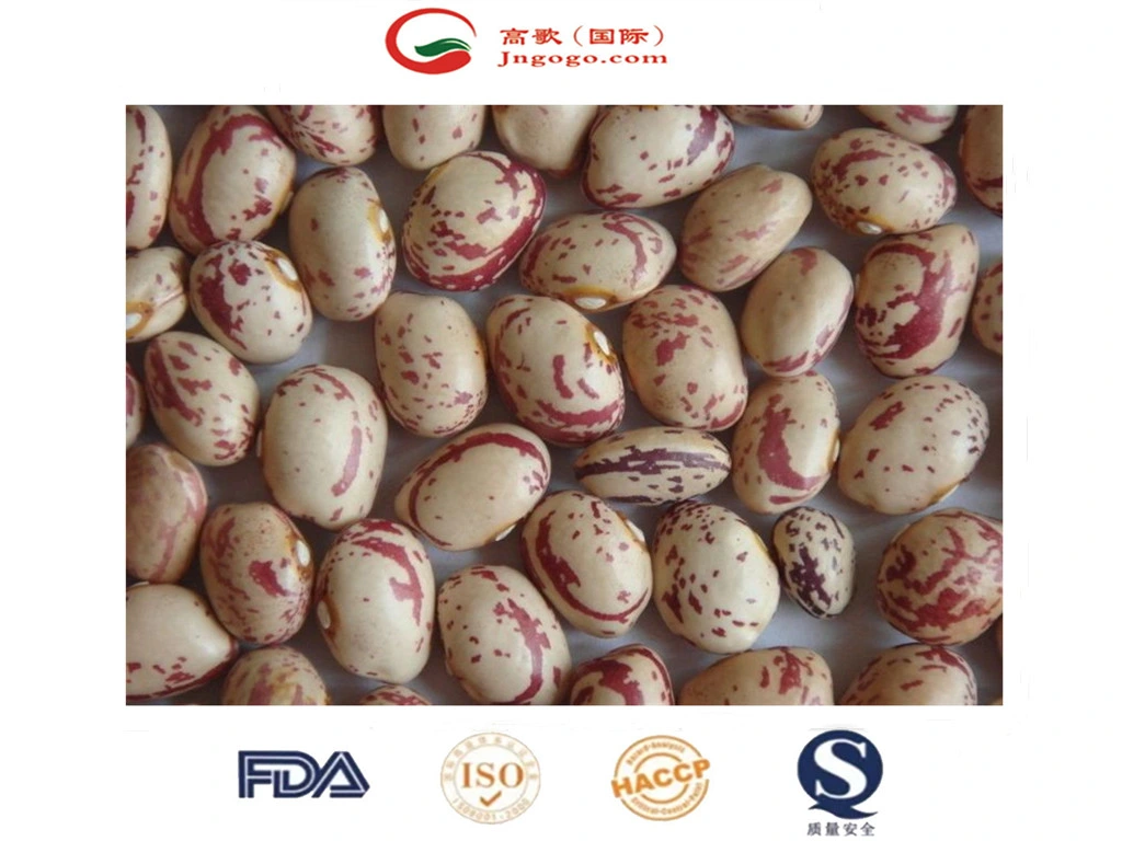 High quality/High cost performance Xinjiang Round Shape Lskb Beans