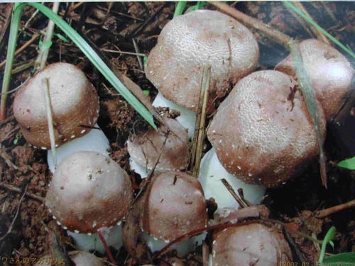 Fournir 100% naturel Agaricus blazei tout droit pour la santé des aliments en poudre