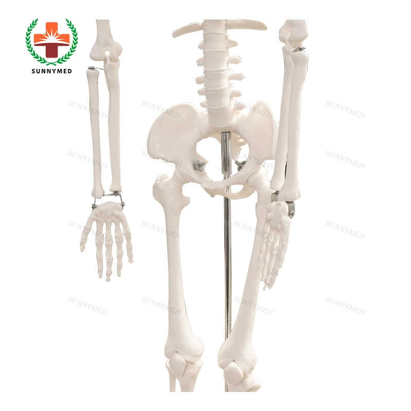 Sy-N02102 Modelo de Enseñanza Escuela de Medicina de esqueleto humano modelo de venta