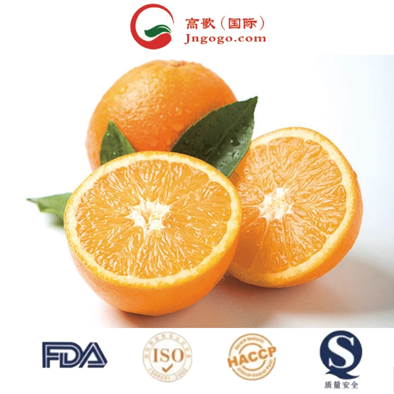 Carnes frescas Navel Orange /Carnes Mandarin Laranja/Egipto laranjas