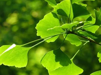 Extracto de hojas de Ginkgo Natural Orgánico Biloba planta de polvo Ginko Biloba Extraer