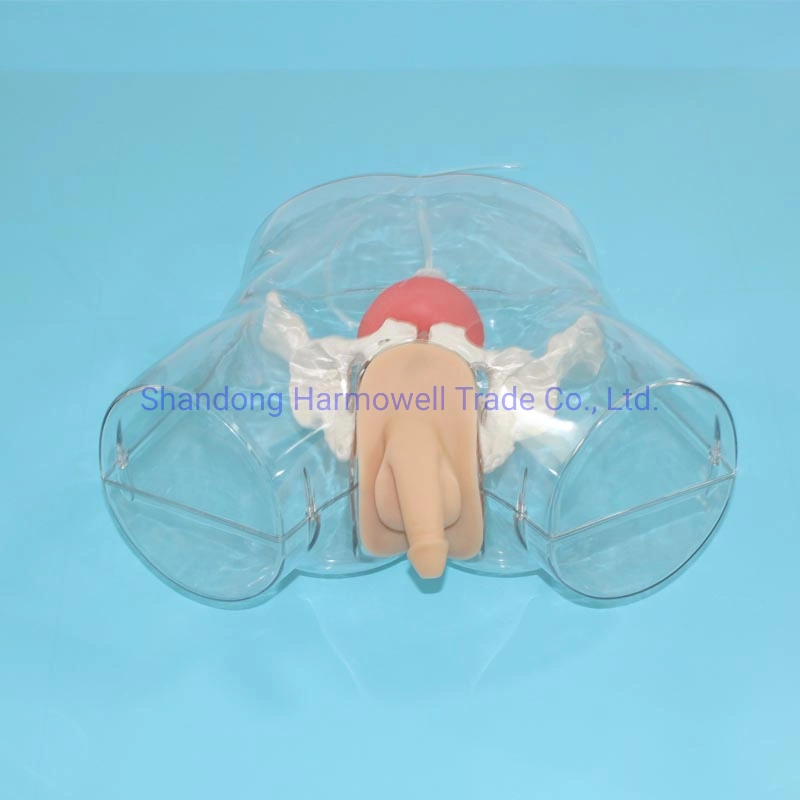 Transparent Male Urethral Catheterization Model