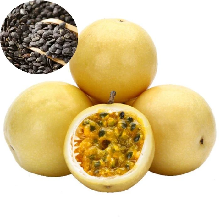 Bai xiang guo zhong zi High Germination Hybrid Dried Passion Fruit Seeds for Planting