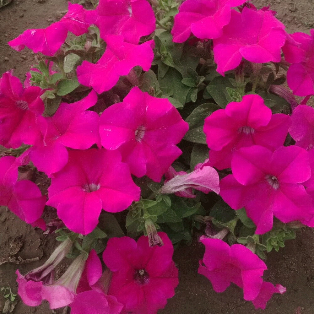 Touchhealthy Supply Petunia Hybrida Seeds/F1 Hybrid Petunia Seeds for Growing