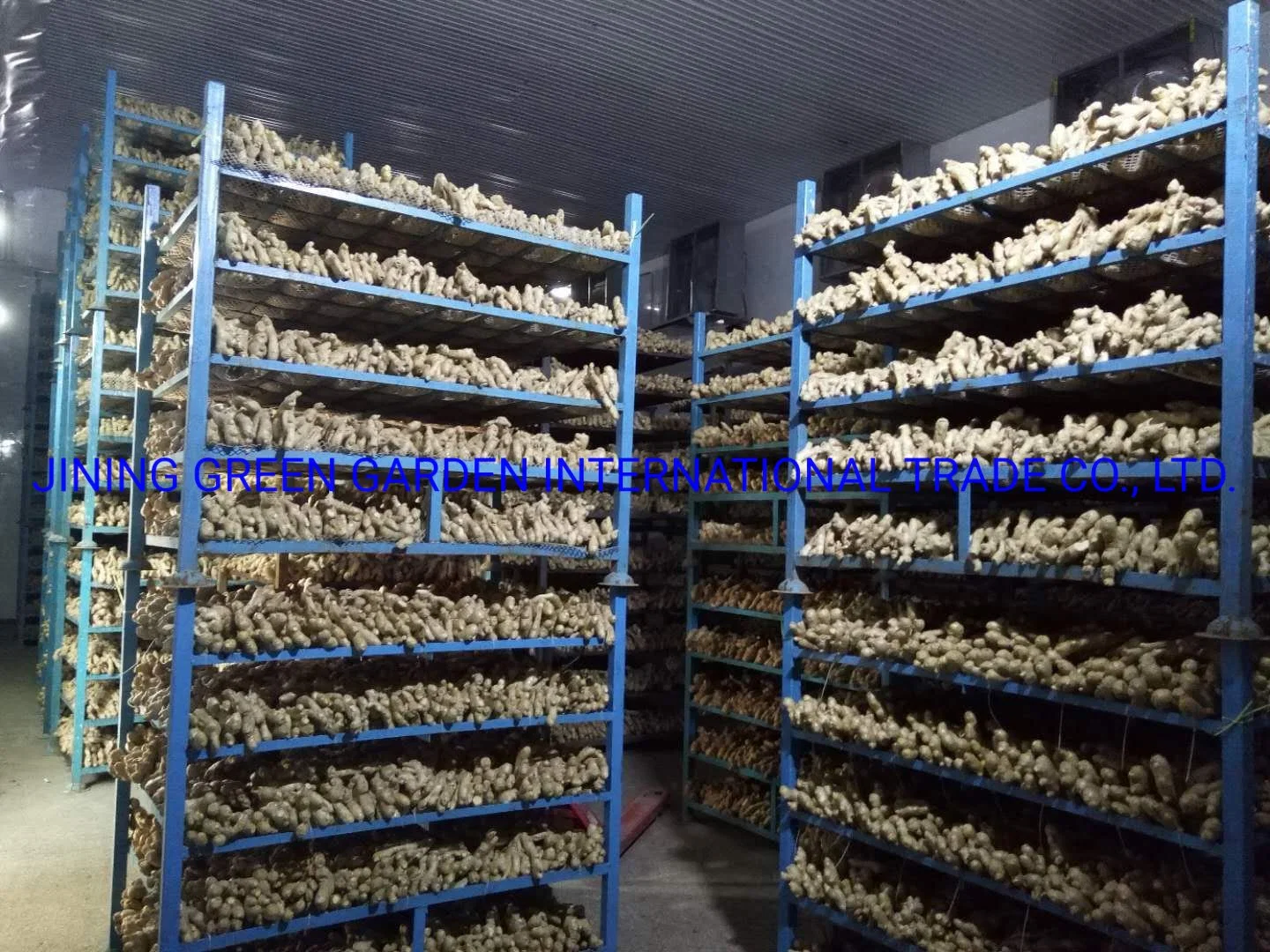 Air Dry Ginger, Fresh Dried Ginger Price Per Kg Dry Ginger Chinese Adrak Low Price New Crop High quality/High cost performance  Ginger Fresh for Wholesale/Supplier