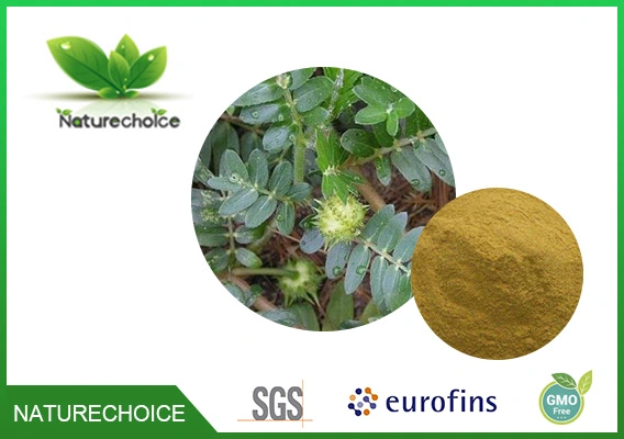 Tribulus Terrestris Extract, Organic Tribulus Terrestris Extract, High quality/High cost performance  Natural saponins