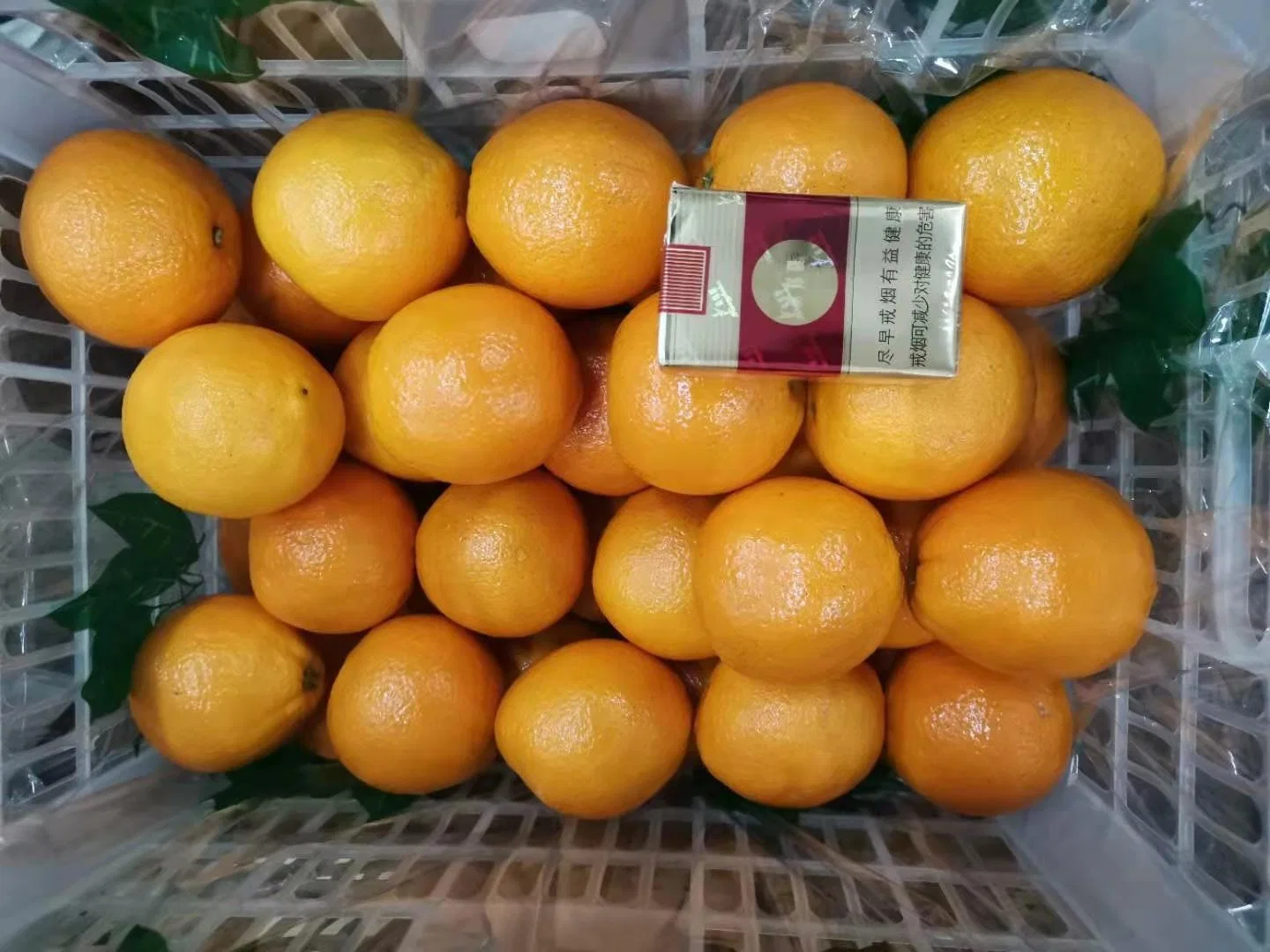 Los suministros de fábrica directamente para la exportación de naranja fresco