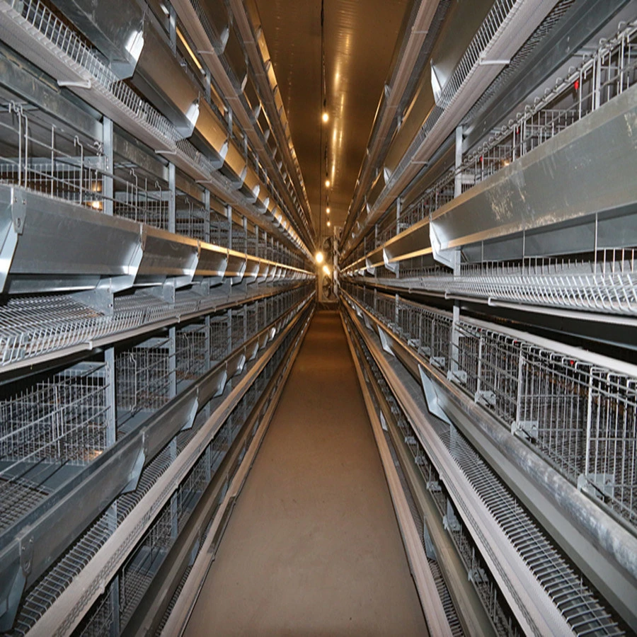 Galvanized Automatic Poultry Farm Equipment Chicken Battery Cage for 10000 Capacity