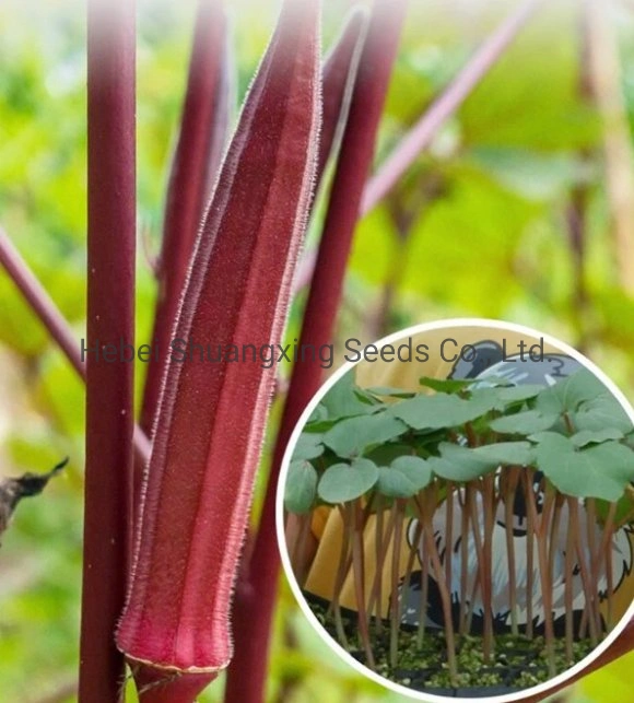 Hoher Ertrag Gute Krankheitsresistenz Rote Okra Samen