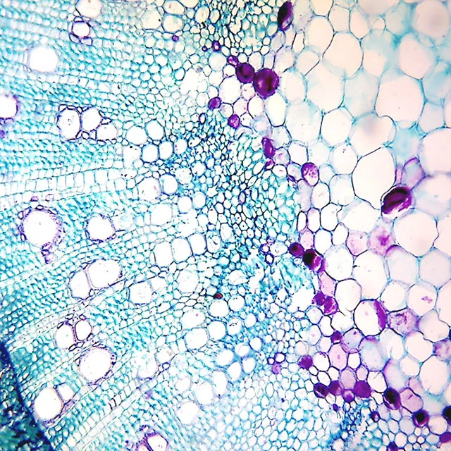 BestScope BS-2046T LED NA1,25 Investigación médica microscopio biológico trinocular