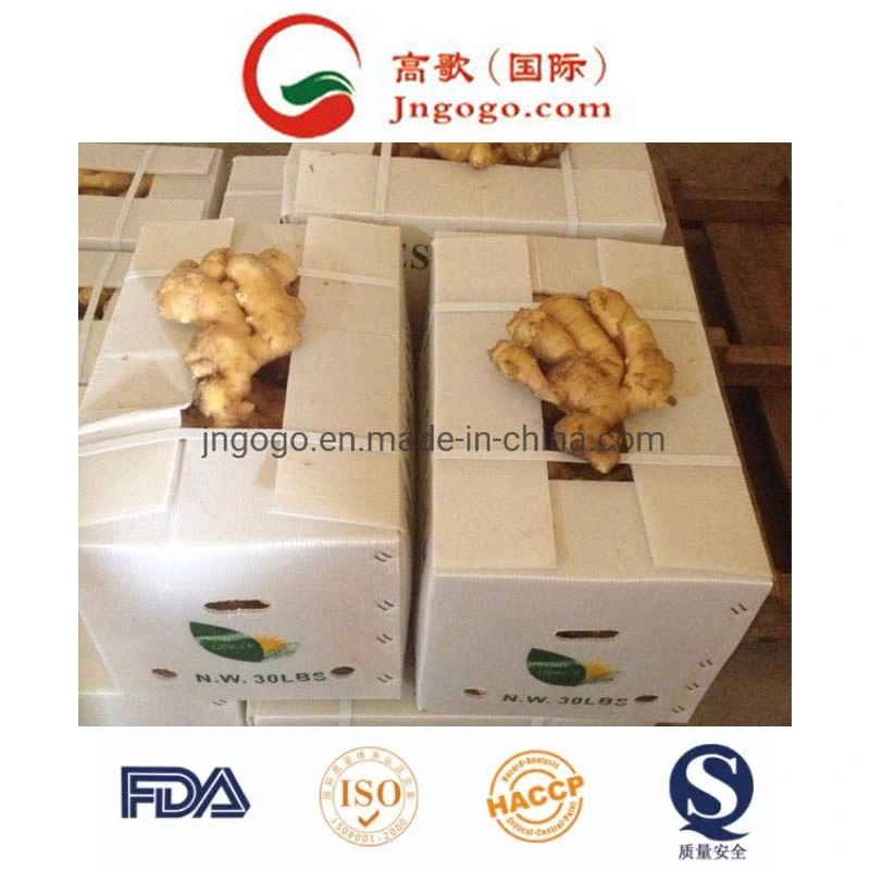 Professional Exporter of Fresh Ginger (100-250g)