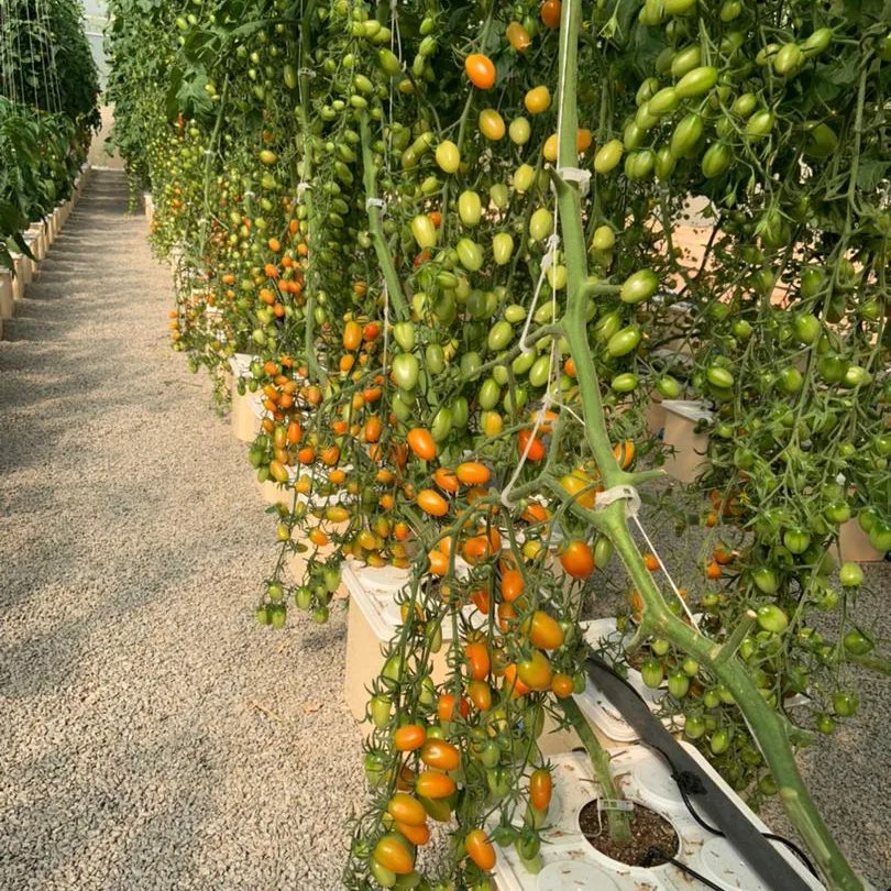 Hydroponics Tomato de invernadero Dutch Bucket sistema de crecimiento de Hydrophonics para Multi-Span Casas Verdes agrícolas