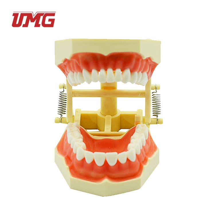 Teeth and Dental Models for Medical