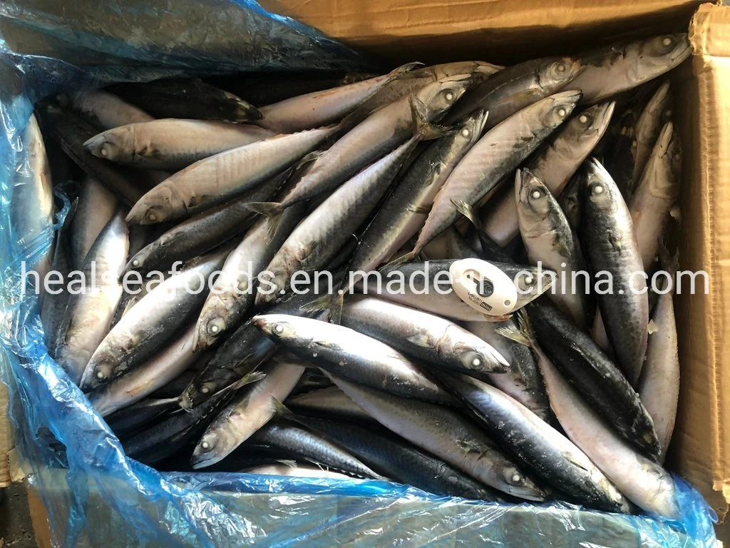 Size 100-150g No. 10 Sea Frozen Pacific Mackerel Thomson Fish for Rwanda