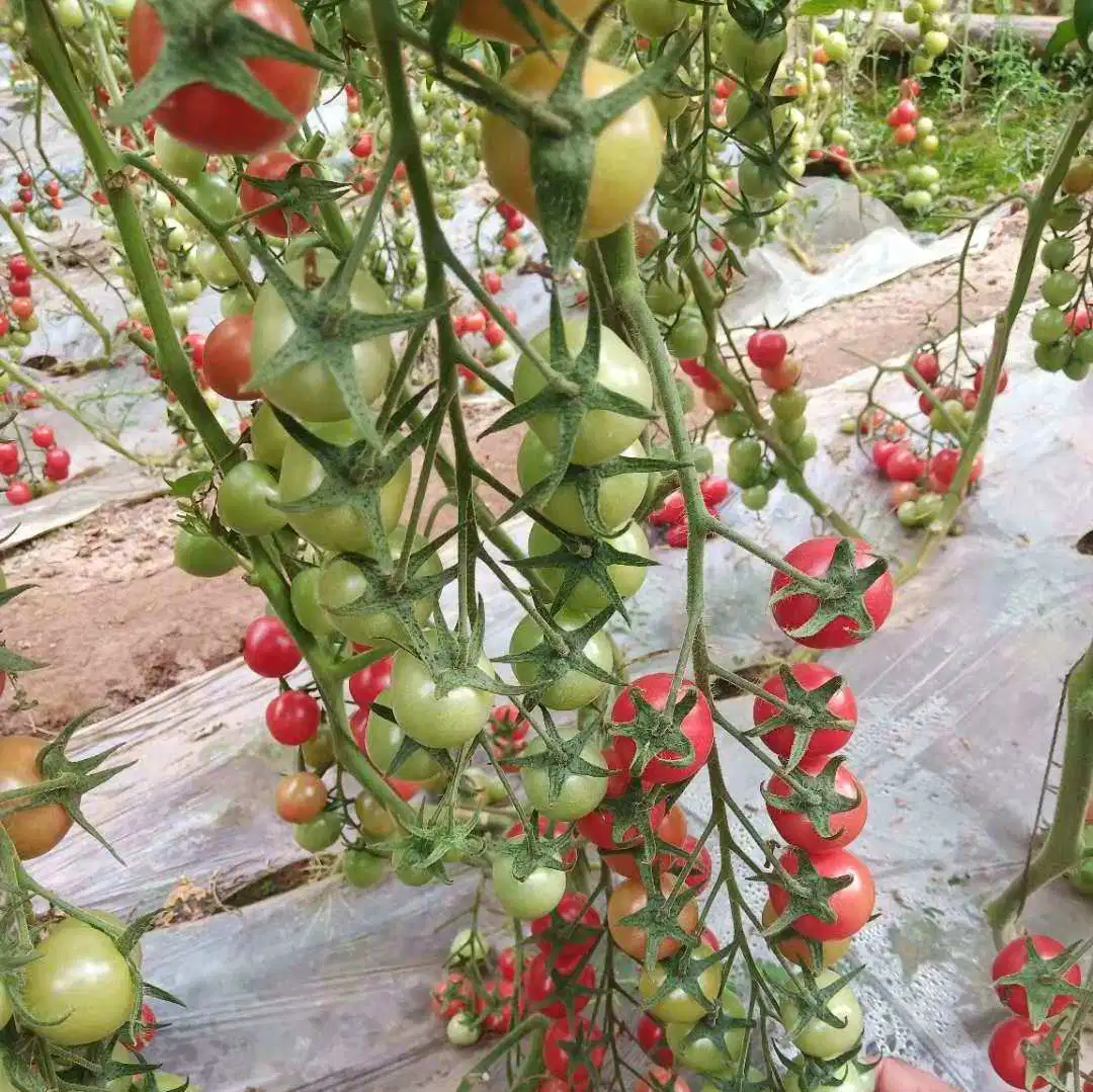 Qualidade elevada de tomates cereja o cultivo em estufa de Jardim