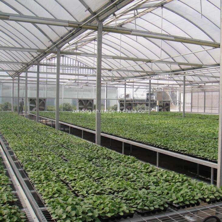 Venlo gehärtetes Glasgewächshaus mit Hydrokultur-Anbausystem für Gemüse/ Blumen/ Tomate/