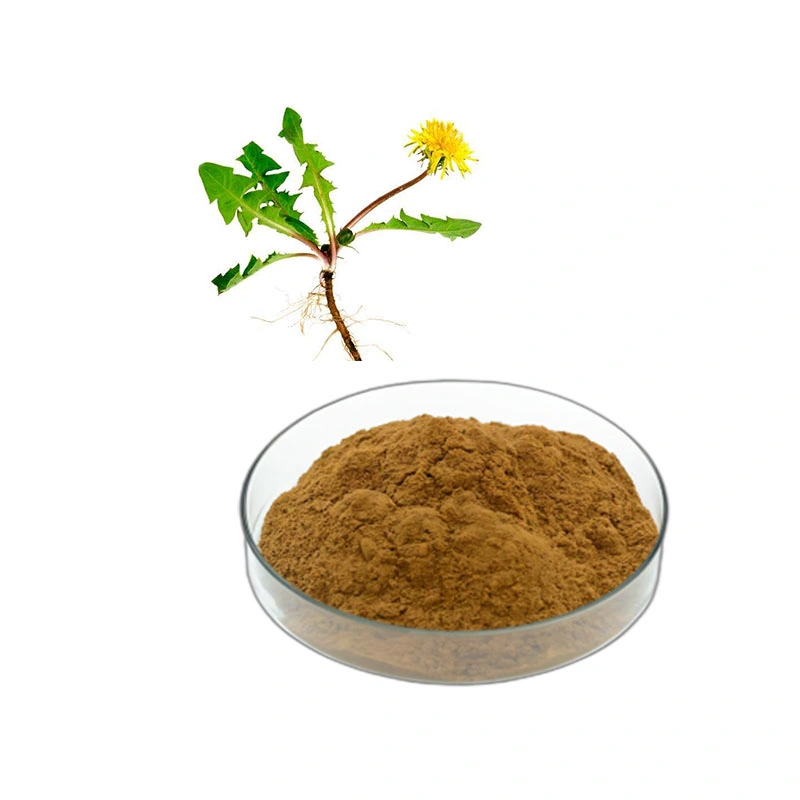 Dandelion Herb يترك استخراج مسحوق الطبيعية Dandelion مستخرج