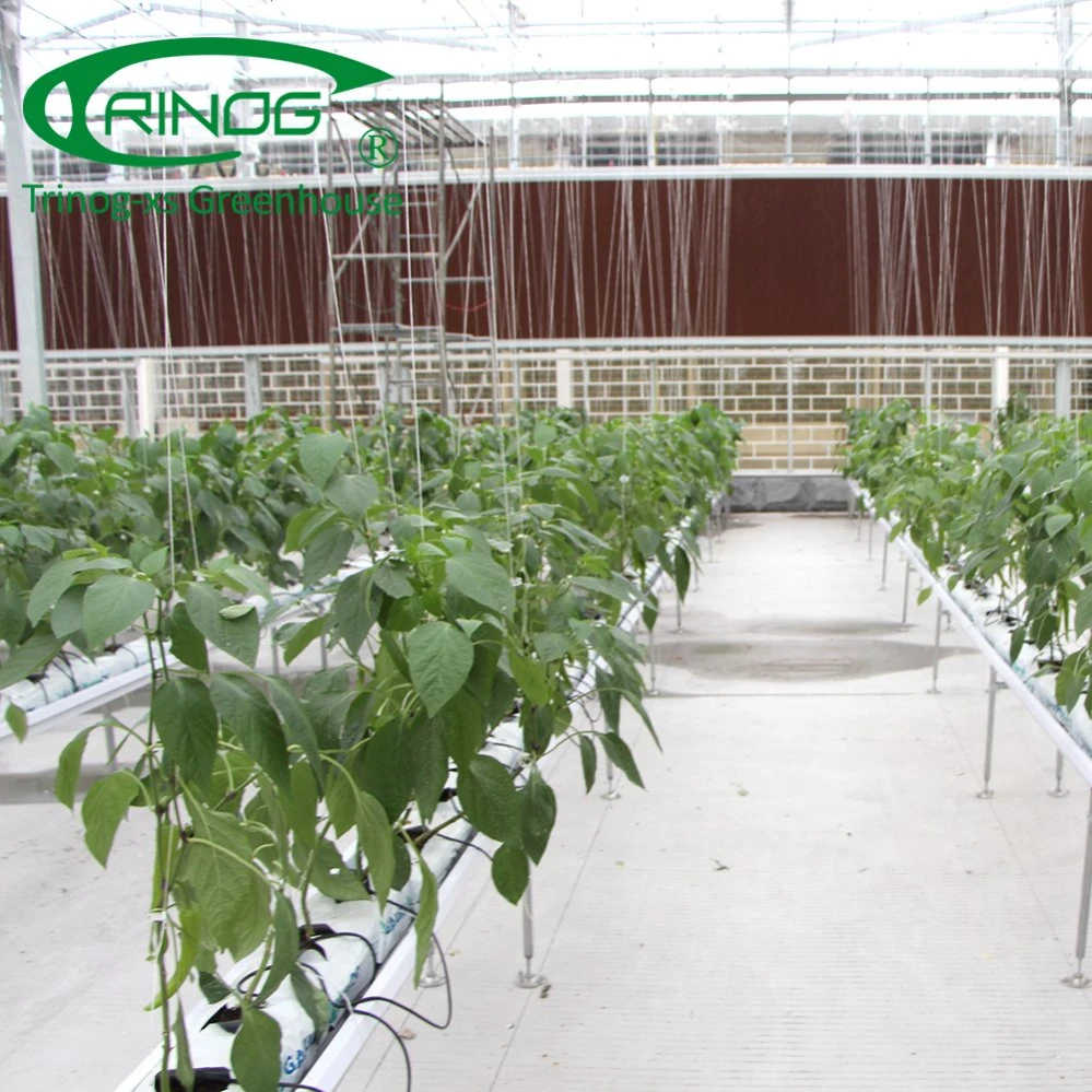 High tech hydroponics system for cucumber growing in greenhouse