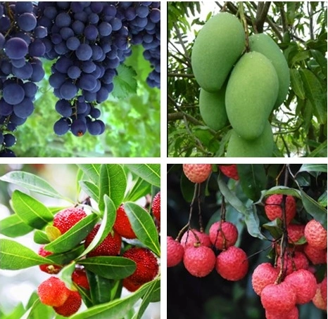 منظم نمو النبات 0.5%Ga3 Cppu زيادة معدل إعداد الفاكهة