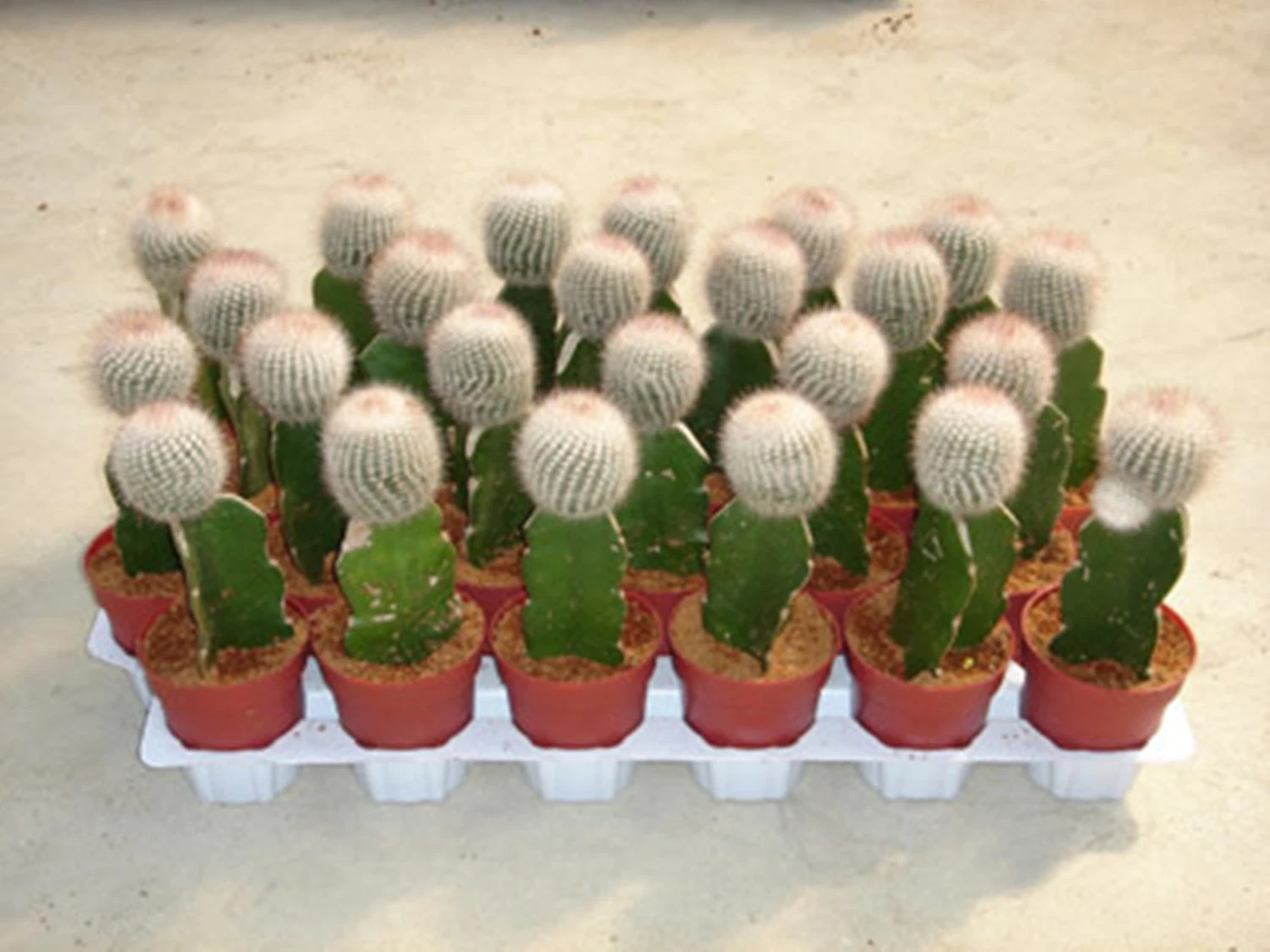 Parodia Scopa Cactus Extract Live Plants Small Cactus for Home Decor Indoor Wholesale Cactus