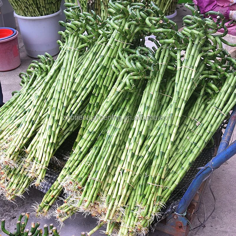 Factory Price Green Leaf Plants Flowers Spiral Lucky Bamboo Stick Garden Decoration