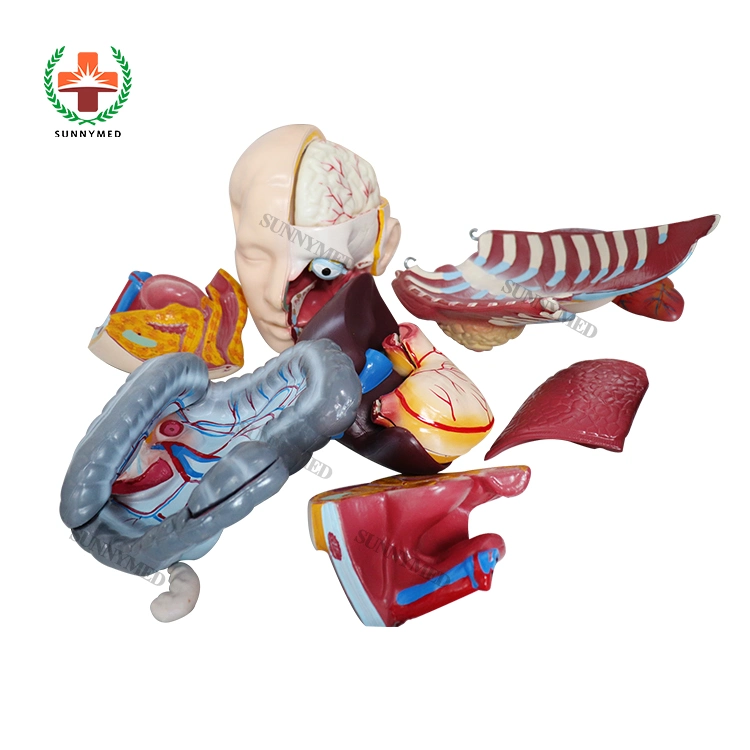 Human Body PVC Human Body Anatomy Sexless Torso Model