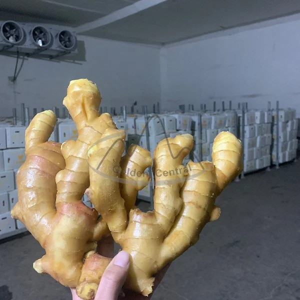 Top Quality Big Size Laiwu Fresh Ginger Wholesale/Supplier Price