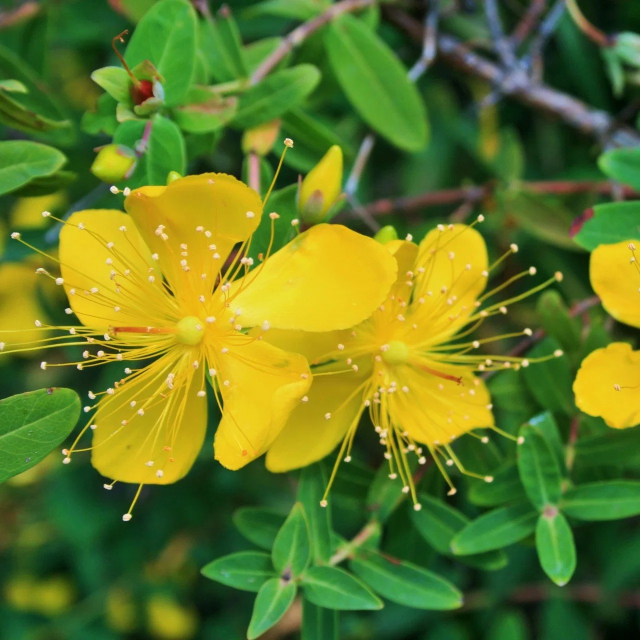 CAS 548-04-9 Saint John's Wort Extract Hypericum Extract Hypericins