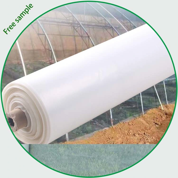 200 Micron LDPE Clear UV Tomato Greenhouse Plastic Film Anti Fog Anti Drip Polyethylene Agricultural Film Cover Roll