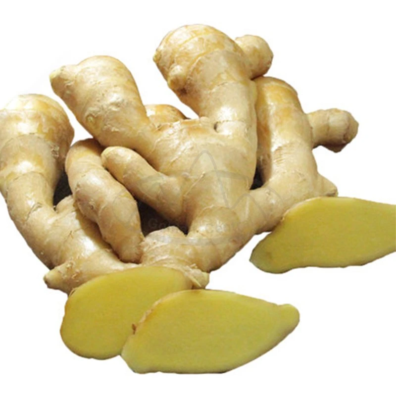 Hot Sale Fresh New Crop Yellow Fresh Ginger