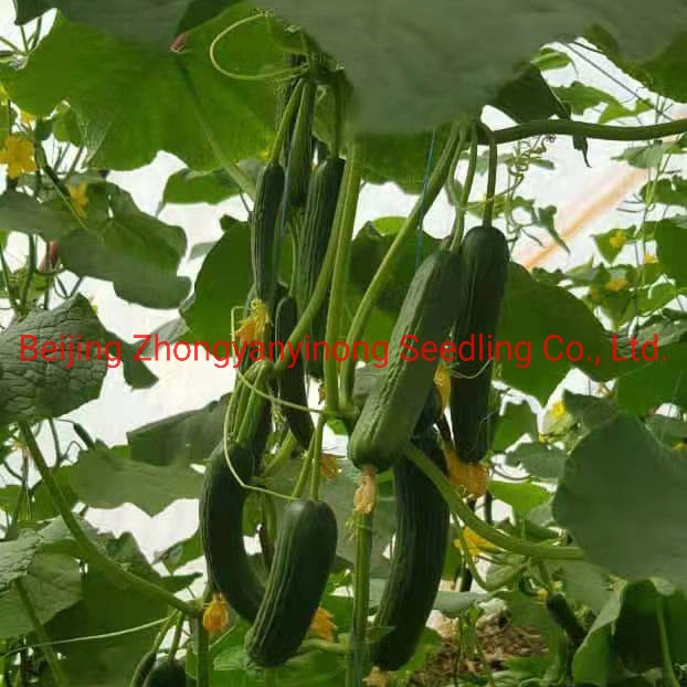 Multi Fruits High Yield Hybrid Cucumber Seeds for Growing