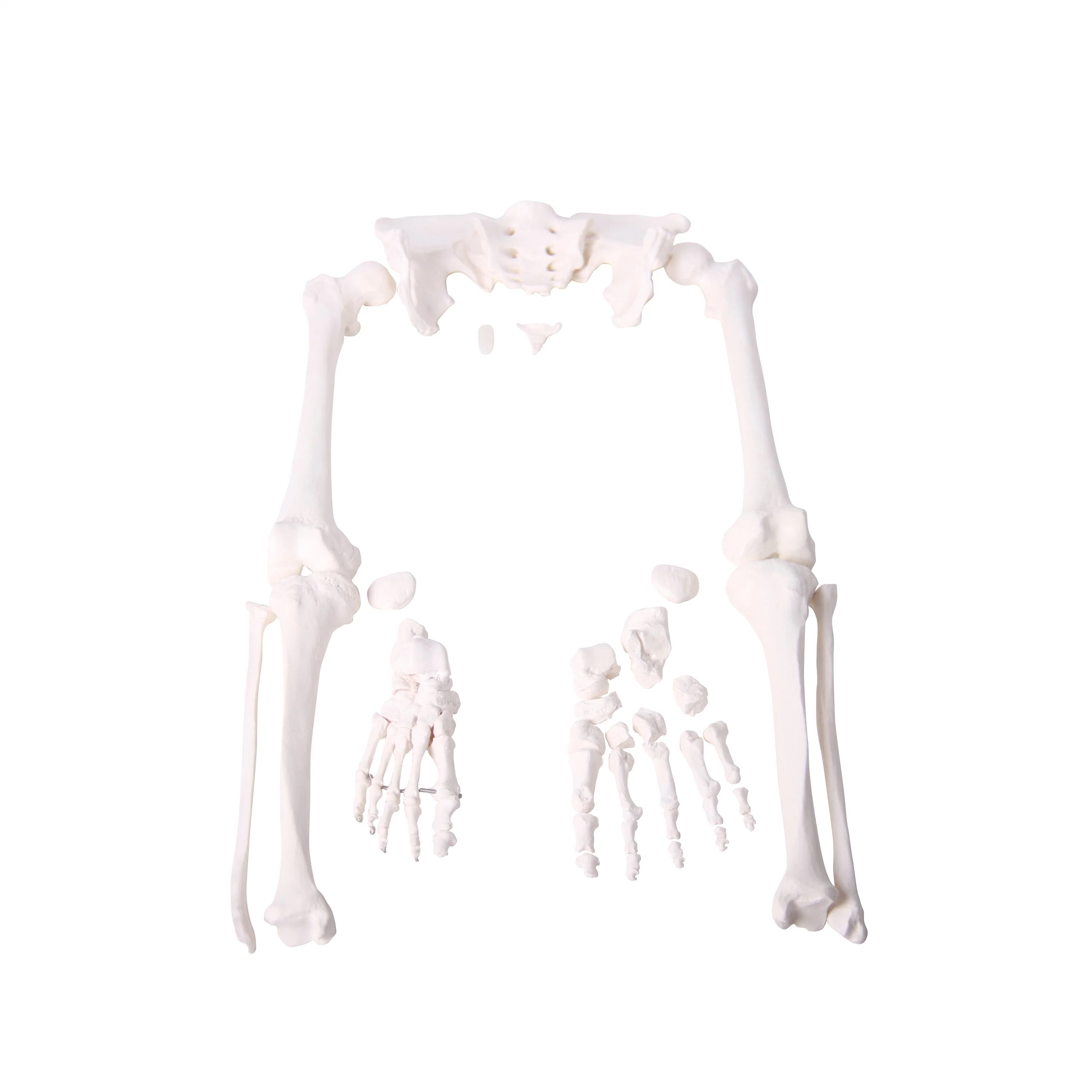Starke Unterstützung PVC Huram Anatomisches Modell menschlichen Körper Skelett Hälfte Des Modells