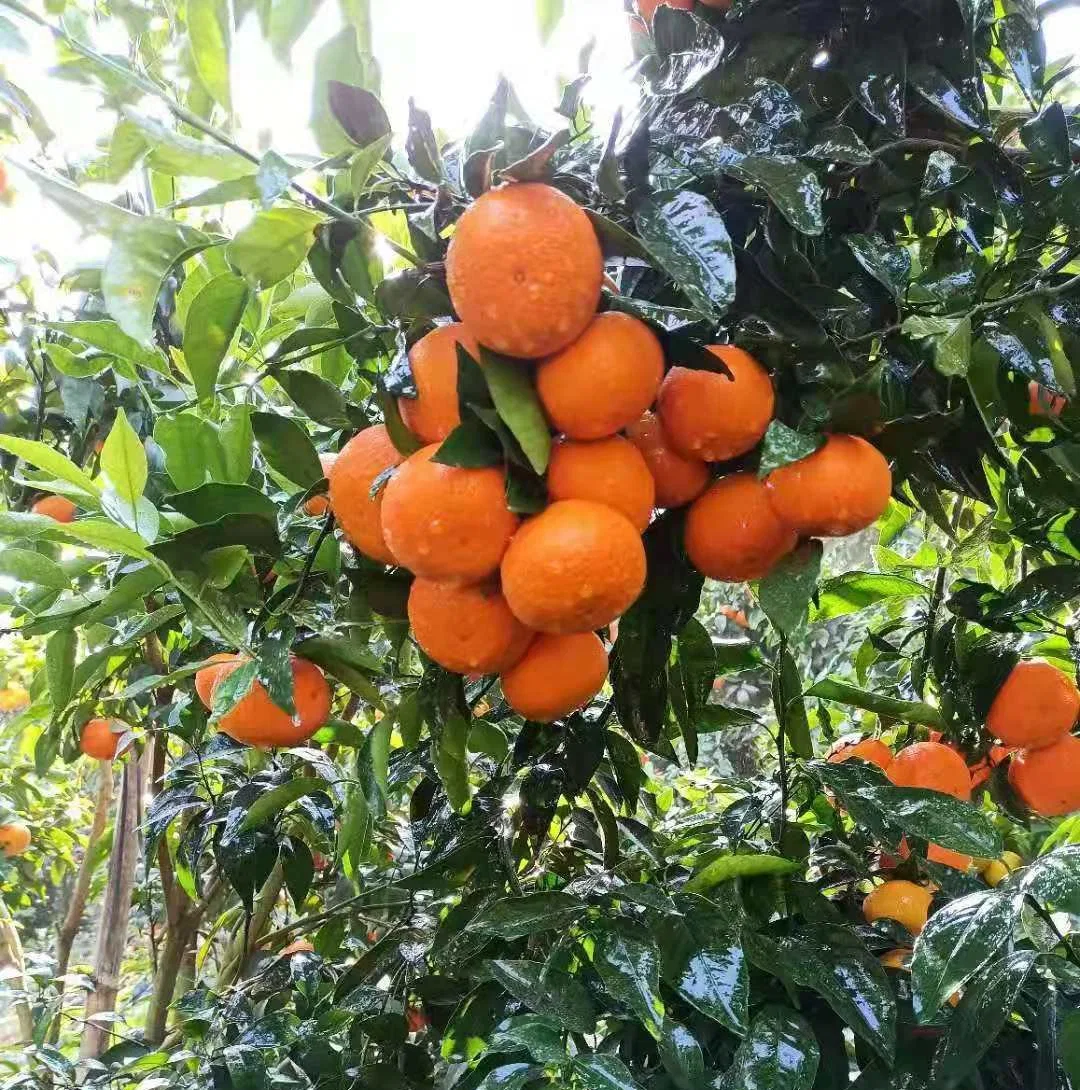 China Fresh Mandarin Sweet and Premium Quality Wogan Mandarin