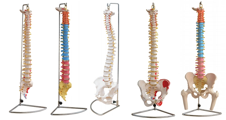 Animal Cell Model Medical Simulation Model