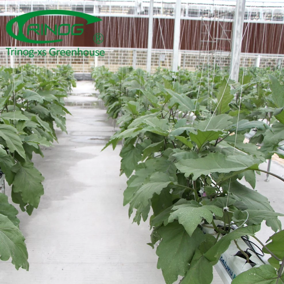 High tech hydroponics system for cucumber growing in greenhouse