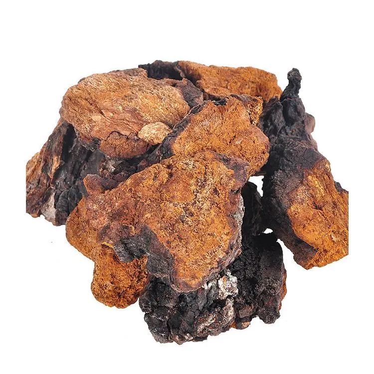 Puro 100% Natural hongo Chaga/Inonotus Obliquus Extraer/polisacárido