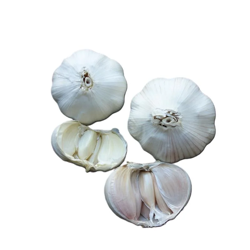 Atacado fresco normal puro Branco roxo alho chinês com Nice Preço em embalagem personalizada de saco de malha e de Carton